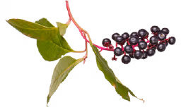 Berry branch