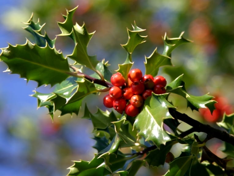 holly berries poison control holly berries poison control