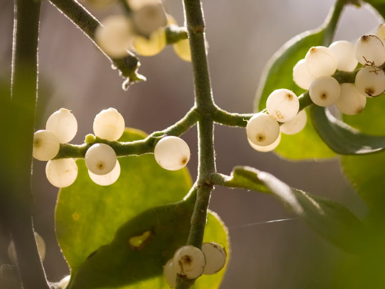 is-mistletoe-really-poisonous-findersfree