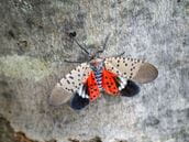 Shining a light on spotted lanternflies