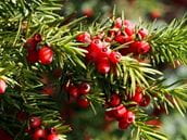Yew and Paclitaxel