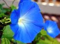 Are Morning Glories Poisonous?