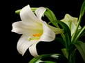 Easter Lilies and Cats: A Dangerous Combination