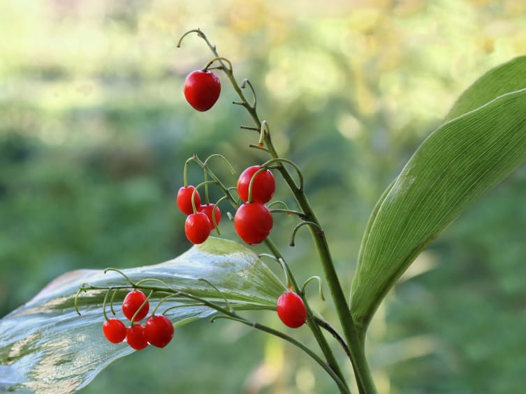 Fall Berries Only LOOK Edible! | Poison Control