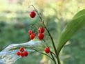 Fall Berries Only LOOK Edible!