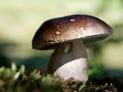 Wild Mushroom Warning