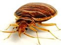 Bedbugs: Sleep Tight