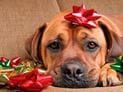 Pets and Holiday Hazards