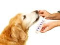 Pets and Medication Errors