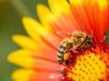 Bee Stings: Is It an Allergic Reaction?