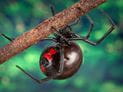 Black Widow Spiders