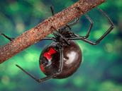 Black Widow Spider Bites Can Be Dangerous