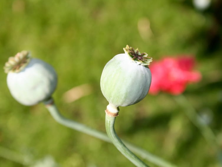 heroin opium poppies