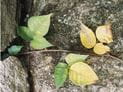 Poison Ivy, Poison Oak and Poison Sumac