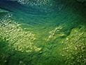 Harmful Algal Blooms