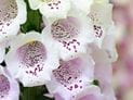 Foxglove