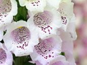 Foxglove - Toxic to the Heart