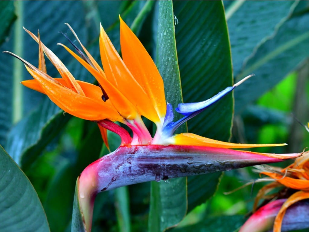 Are Bird Of Paradise Safe For Cats And Dogs