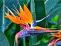 Bird of Paradise Plant