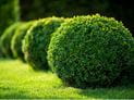 How Safe are Boxwood Plants?