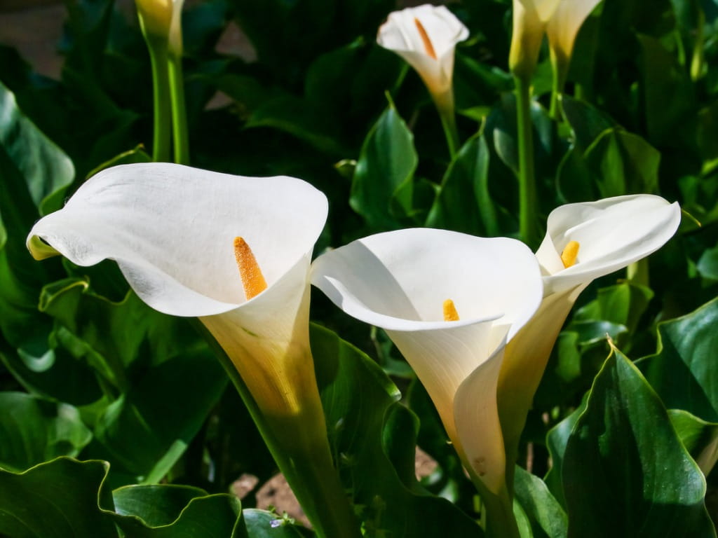 My Child Ate A Piece Of A Calla Lily Poison Control