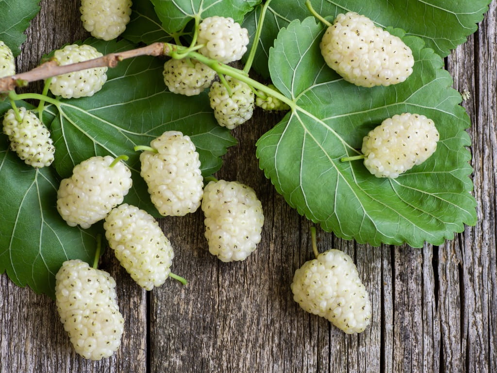 Is White Mulberry Poisonous? | Poison Control