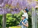 Virginia Creeper & Wisteria Toxicity