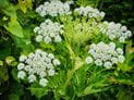 Giant Hogweed and Its Toxic Cousins