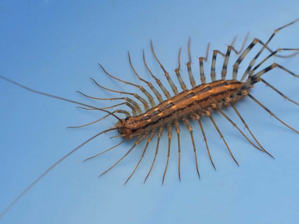 giant prehistoric centipede
