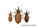 Kissing Bugs and Chagas Disease