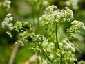 Can Poison Hemlock Be Deadly?