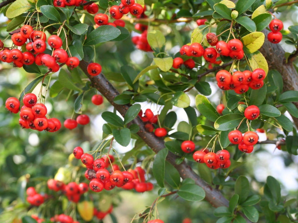 are orange tree leaves poisonous to dogs