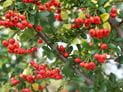 Are Pyracantha Berries Poisonous?