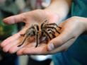 Danger of Tarantula Bites and Scorpion Stings