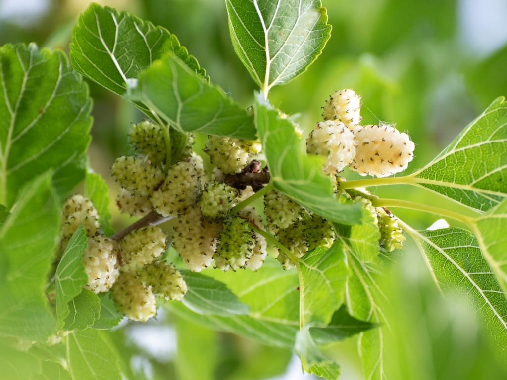 branch on white mulberry tree