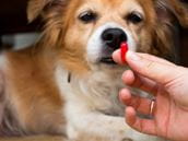 Can Oclacitinib Treat COVID-19 Infections?