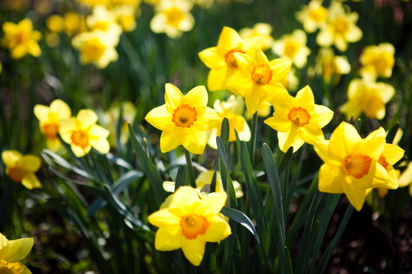 Please don’t eat the daffodils!