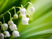 Lily of the valley is very poisonous