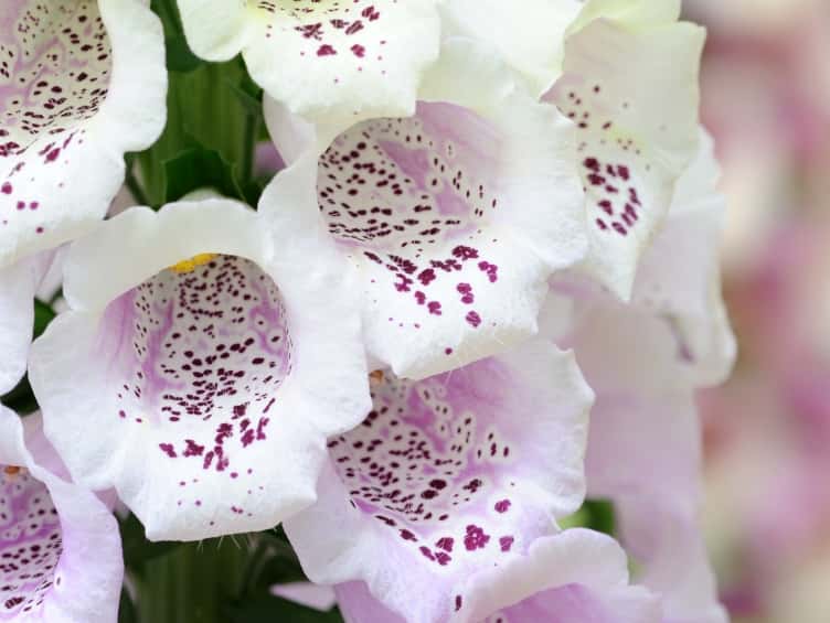 Foxglove