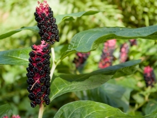 Lily of the valley poison